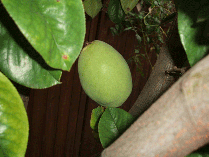 DSCF1277.gif