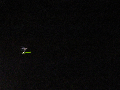 RIMG1044.gif